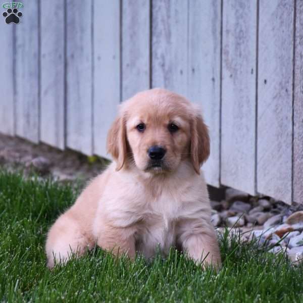 Halo, Golden Retriever Puppy